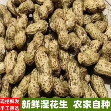 新鲜现挖花生