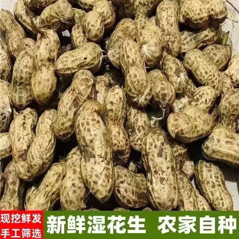 新鲜现挖花生