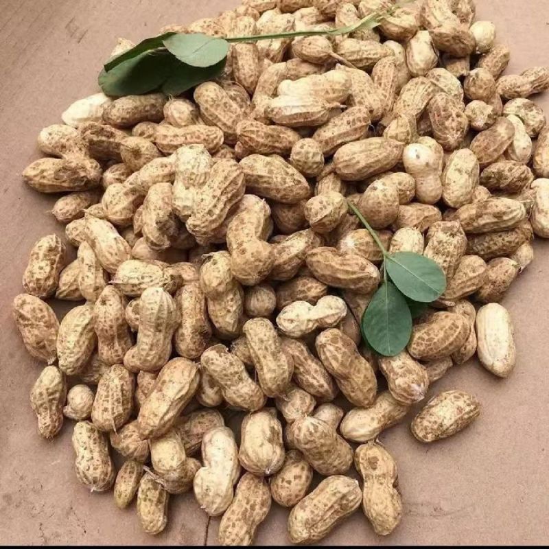 新鲜现挖花生