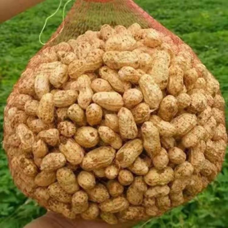 新鲜现挖花生