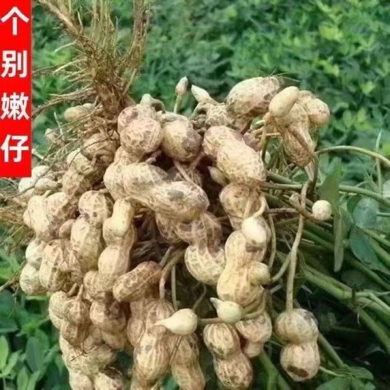 新鲜现挖花生