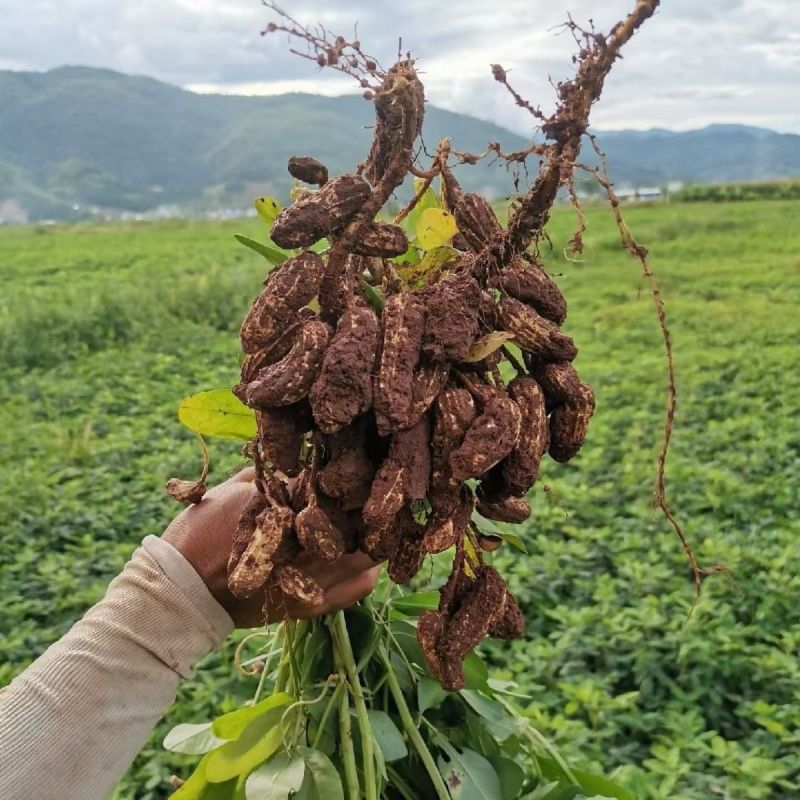 新鲜现挖花生