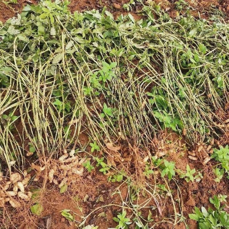 新鲜现挖花生