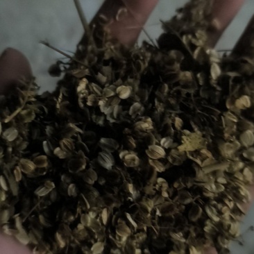 白芷种子