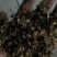 白芷种子
