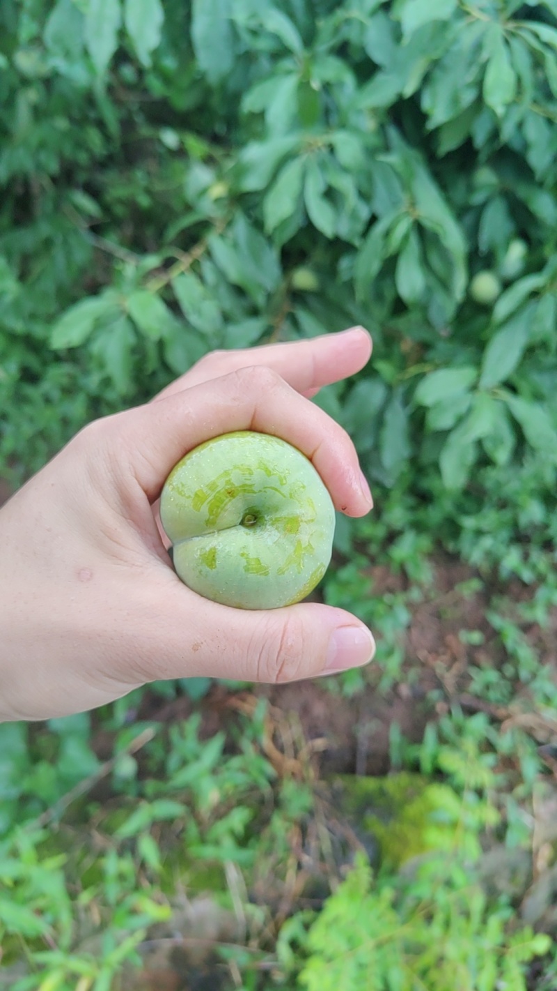 李子