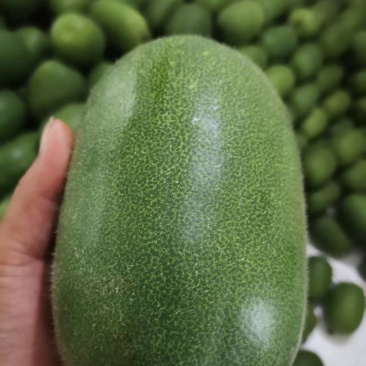 迷你小冬瓜