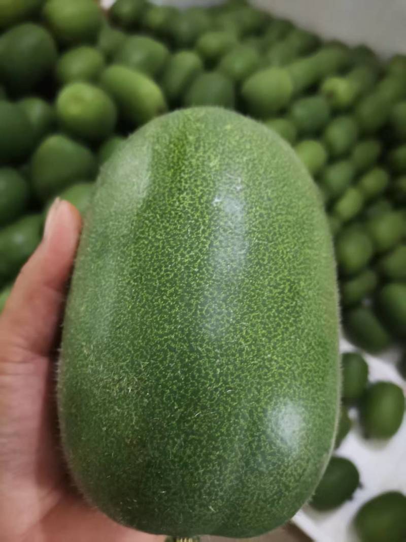 迷你小冬瓜