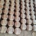 革登普洱茶
