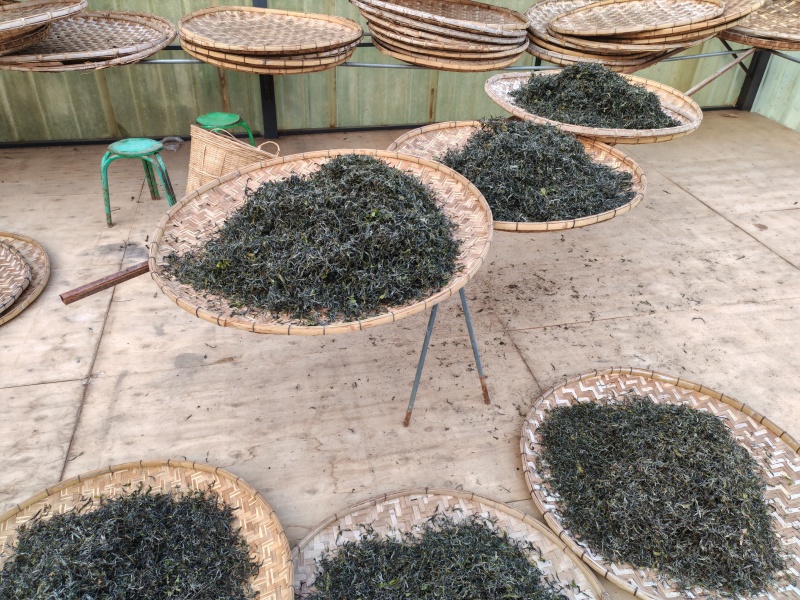 革登普洱茶