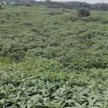 林地出租