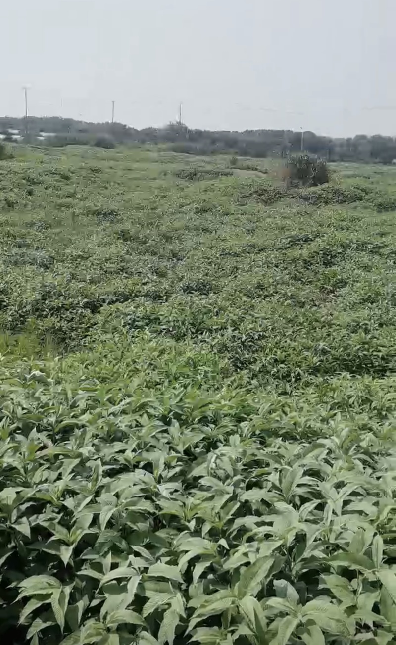林地出租