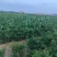 小米辣椒
