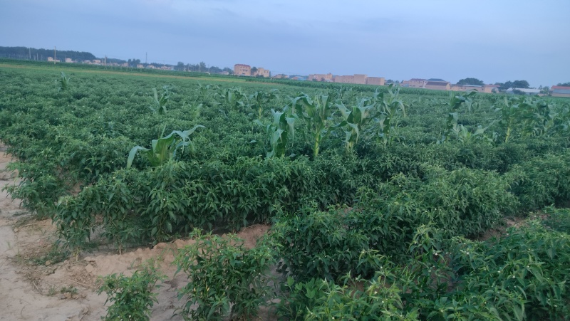 小米辣椒