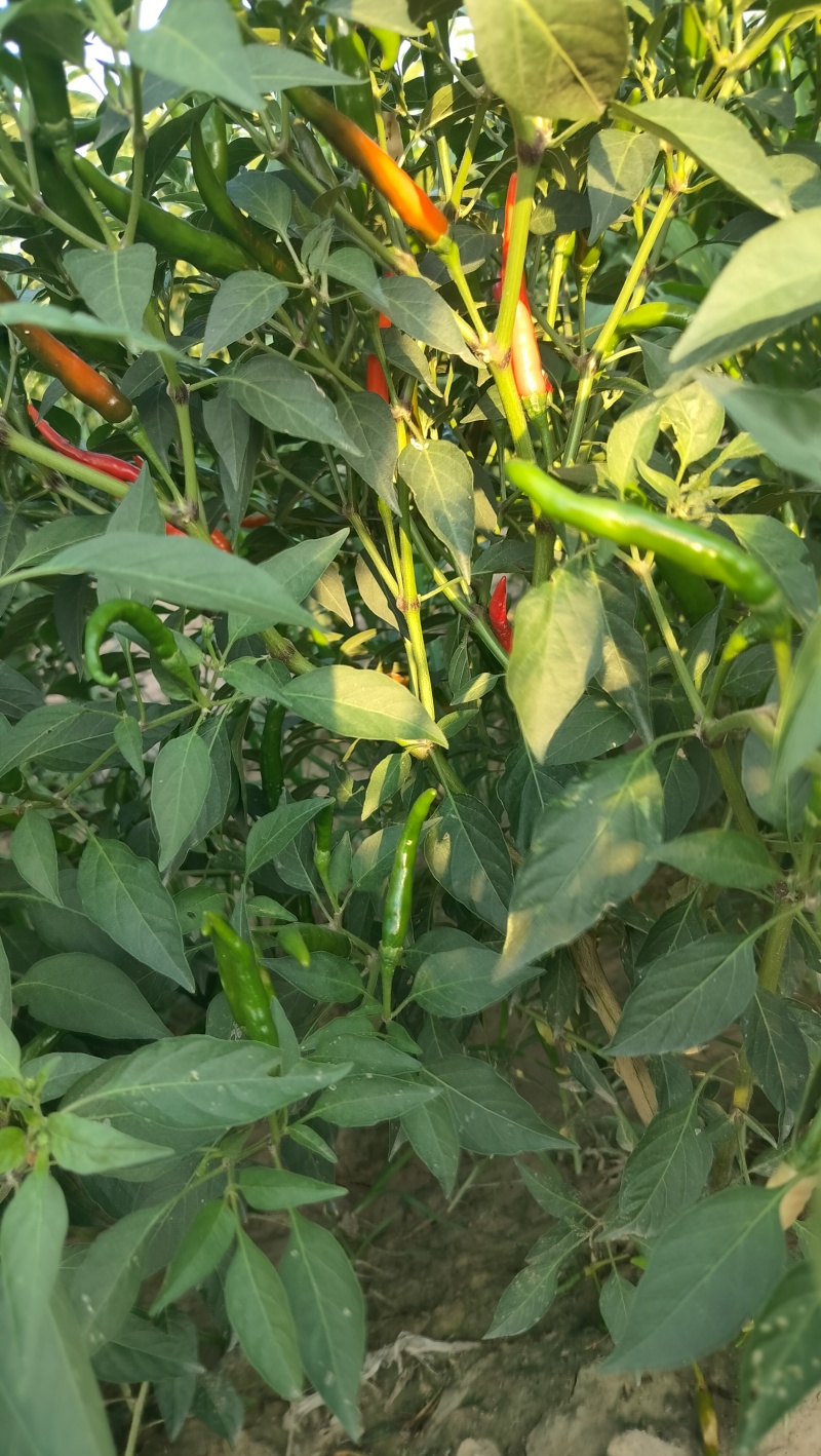 小米辣椒