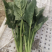 菠菜
