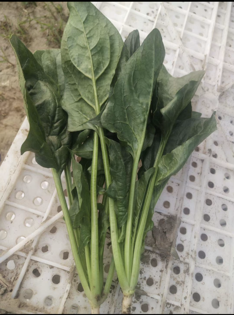 菠菜