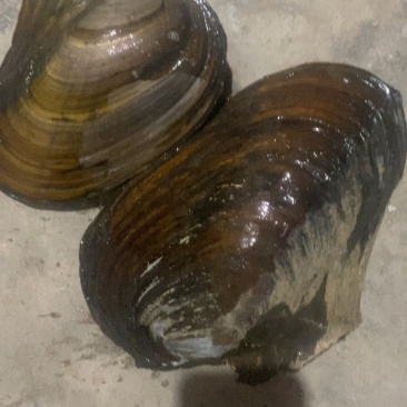 河蚌
