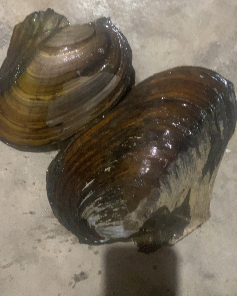 河蚌