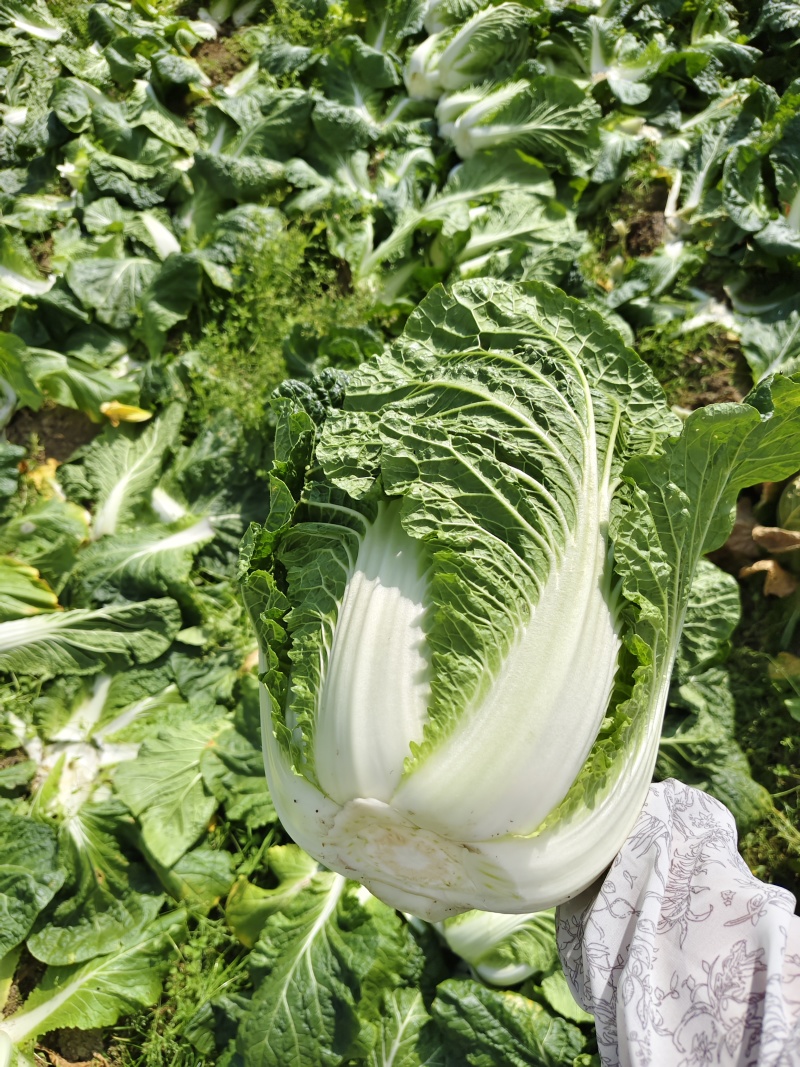 高山大白菜