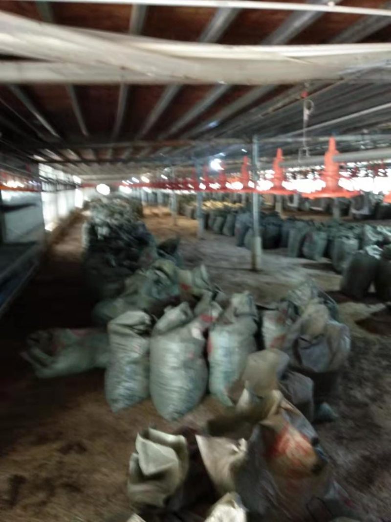 大量批发稻壳鸡粪温氏养鸡场直供一手货源量大稳定