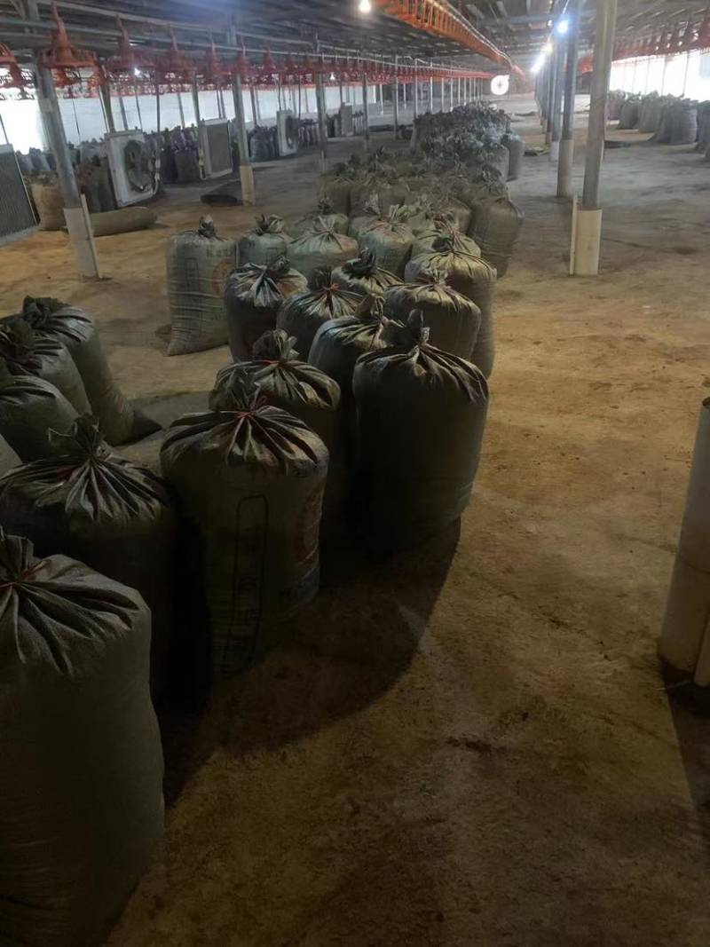大量批发稻壳鸡粪温氏养鸡场直供一手货源量大稳定