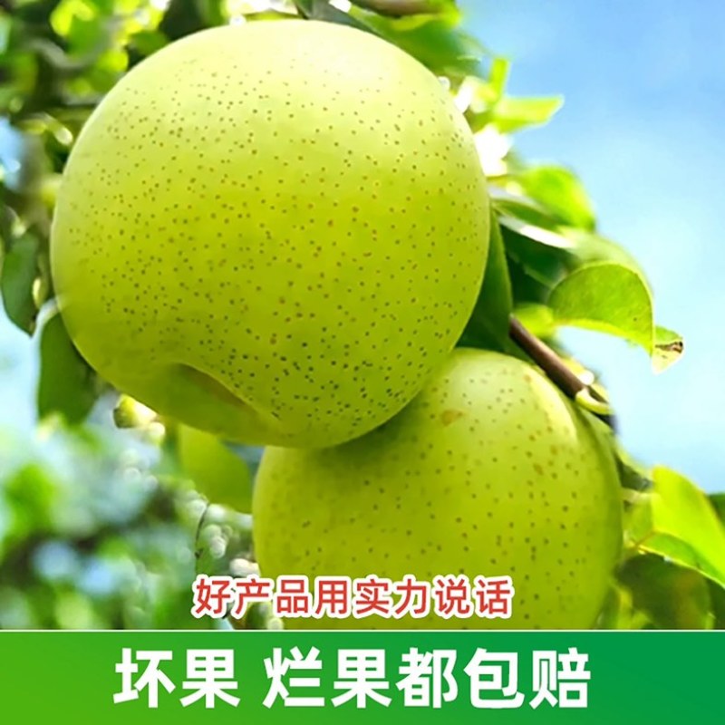 砀山2025头茬翠冠梨原产地直发现采