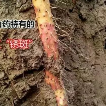 温县铁棍山药
