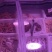 牛肚，牛筋，牛杂，毛肚，百叶火锅食材及半成品批发
