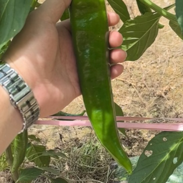 鲜辣椒
