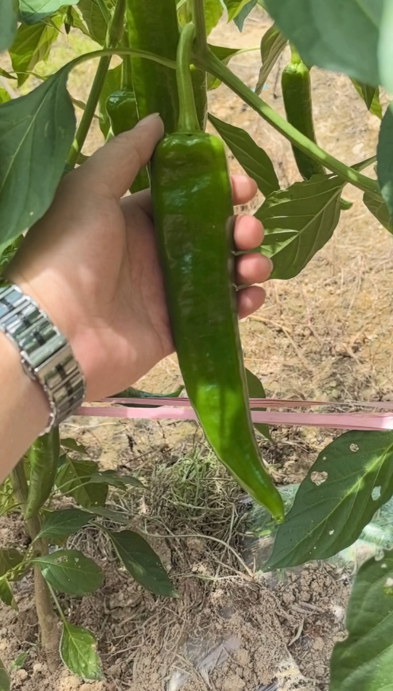 鲜辣椒
