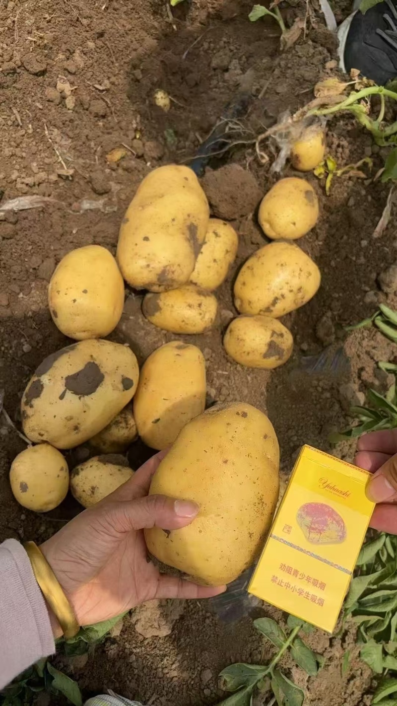 黄心黄皮土豆