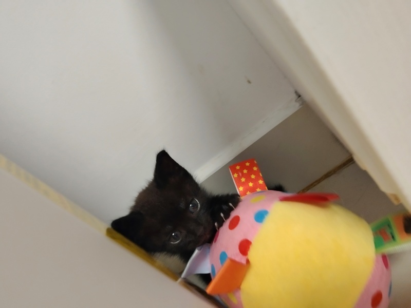 自家猫咪生的小宝贝找新家啦！黑白奶牛猫和三花小可爱，都是
