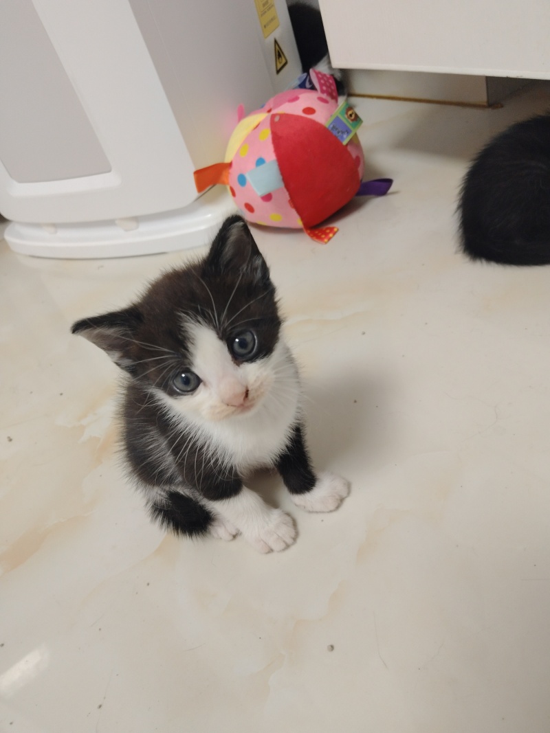自家猫咪生的小宝贝找新家啦！黑白奶牛猫和三花小可爱，都是