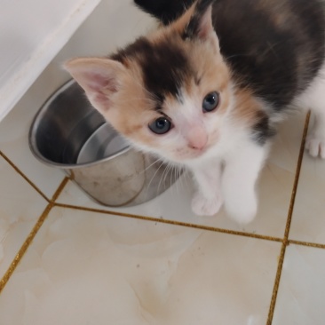 自家猫咪生的小宝贝找新家啦！黑白奶牛猫和三花小可爱，都是