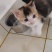 自家猫咪生的小宝贝找新家啦！黑白奶牛猫和三花小可爱，都是