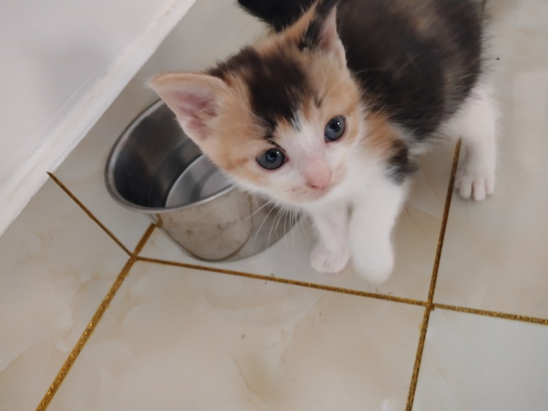 自家猫咪生的小宝贝找新家啦！黑白奶牛猫和三花小可爱，都是