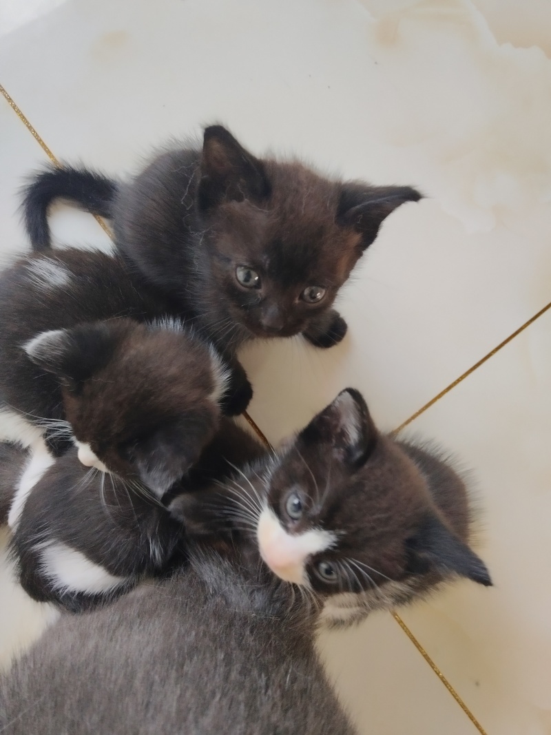 自家猫咪生的小宝贝找新家啦！黑白奶牛猫和三花小可爱，都是