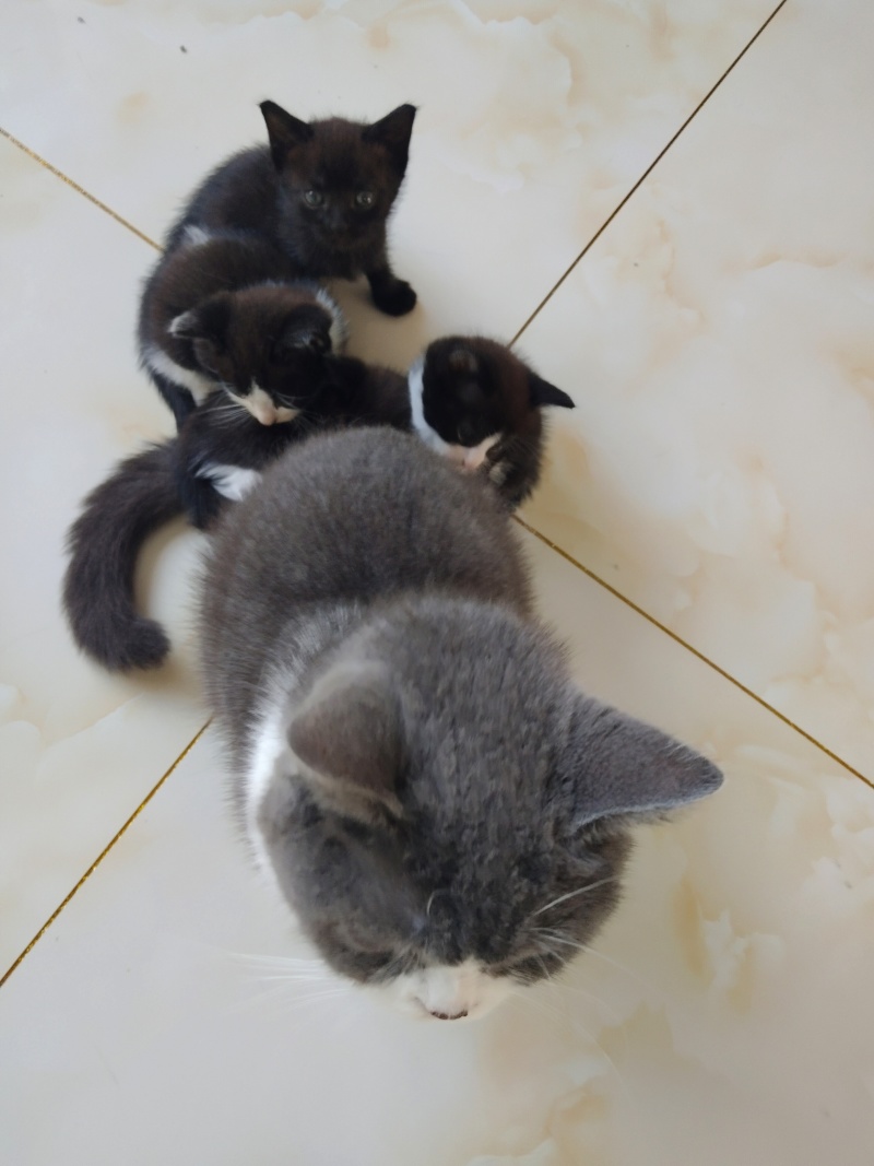 自家猫咪生的小宝贝找新家啦！黑白奶牛猫和三花小可爱，都是