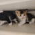 自家猫咪生的小宝贝找新家啦！黑白奶牛猫和三花小可爱，都是