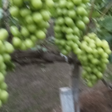 饶阳县葡萄