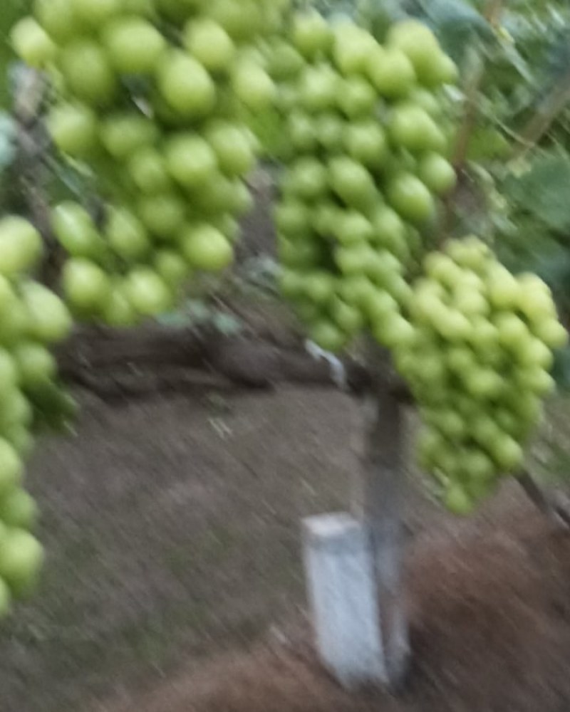 饶阳县葡萄