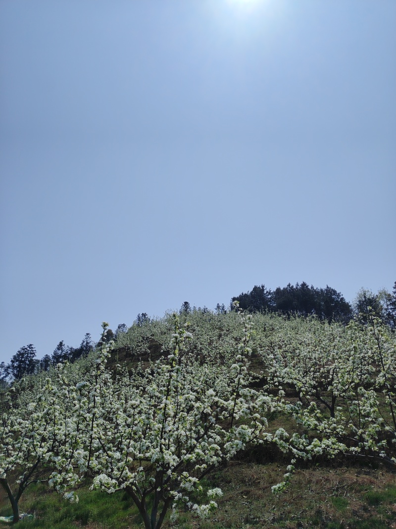 黄金梨