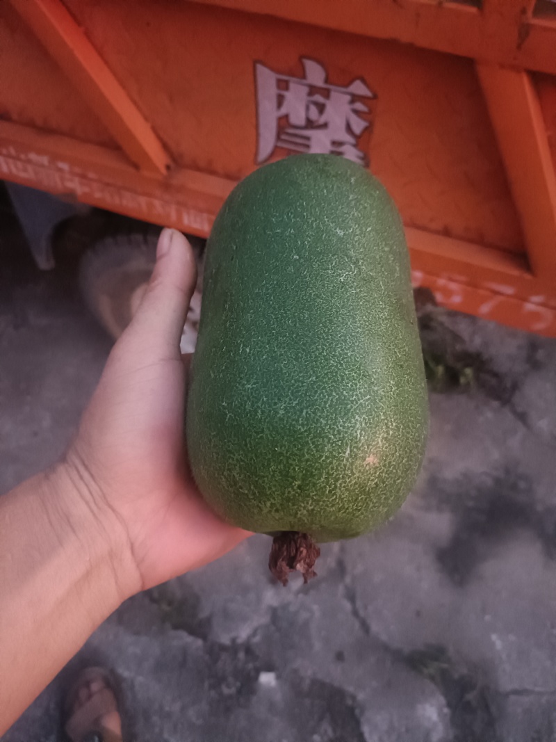 迷你小东瓜