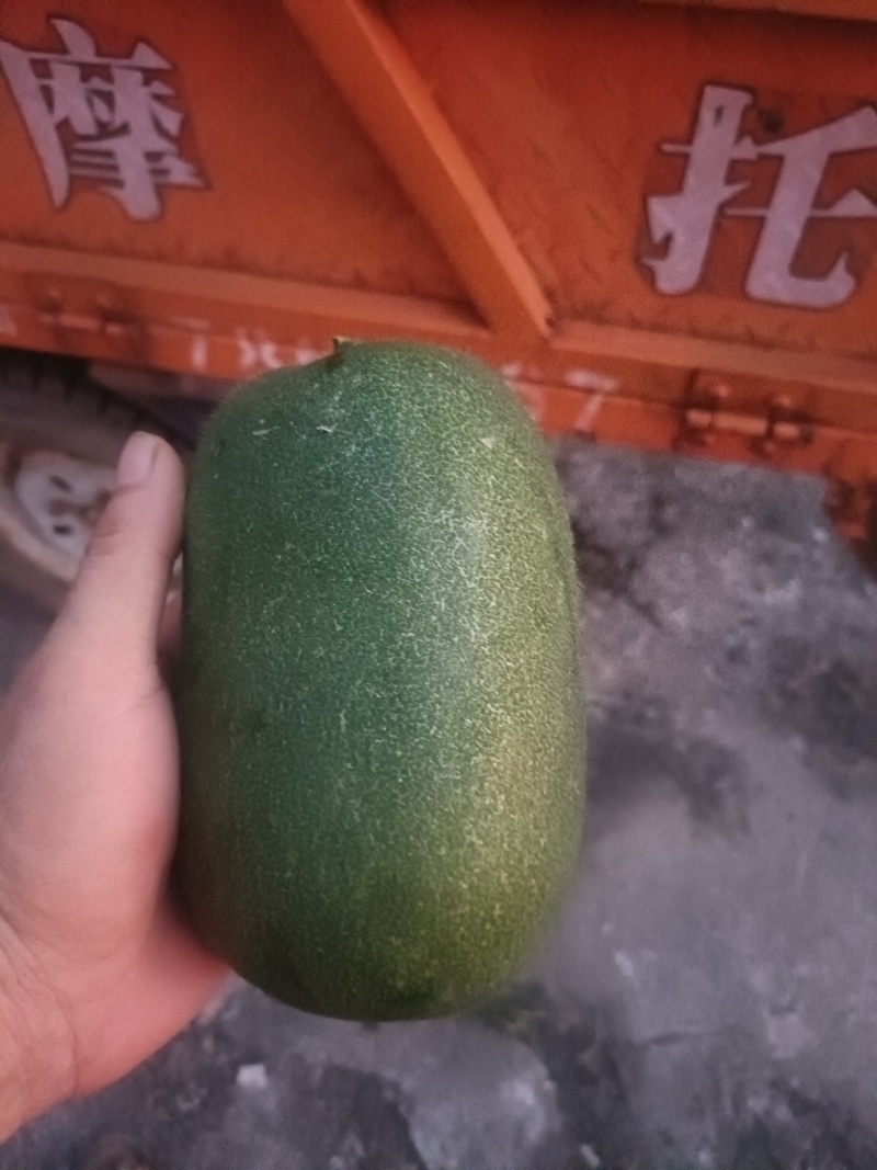 迷你小东瓜