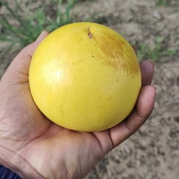 黄晶果