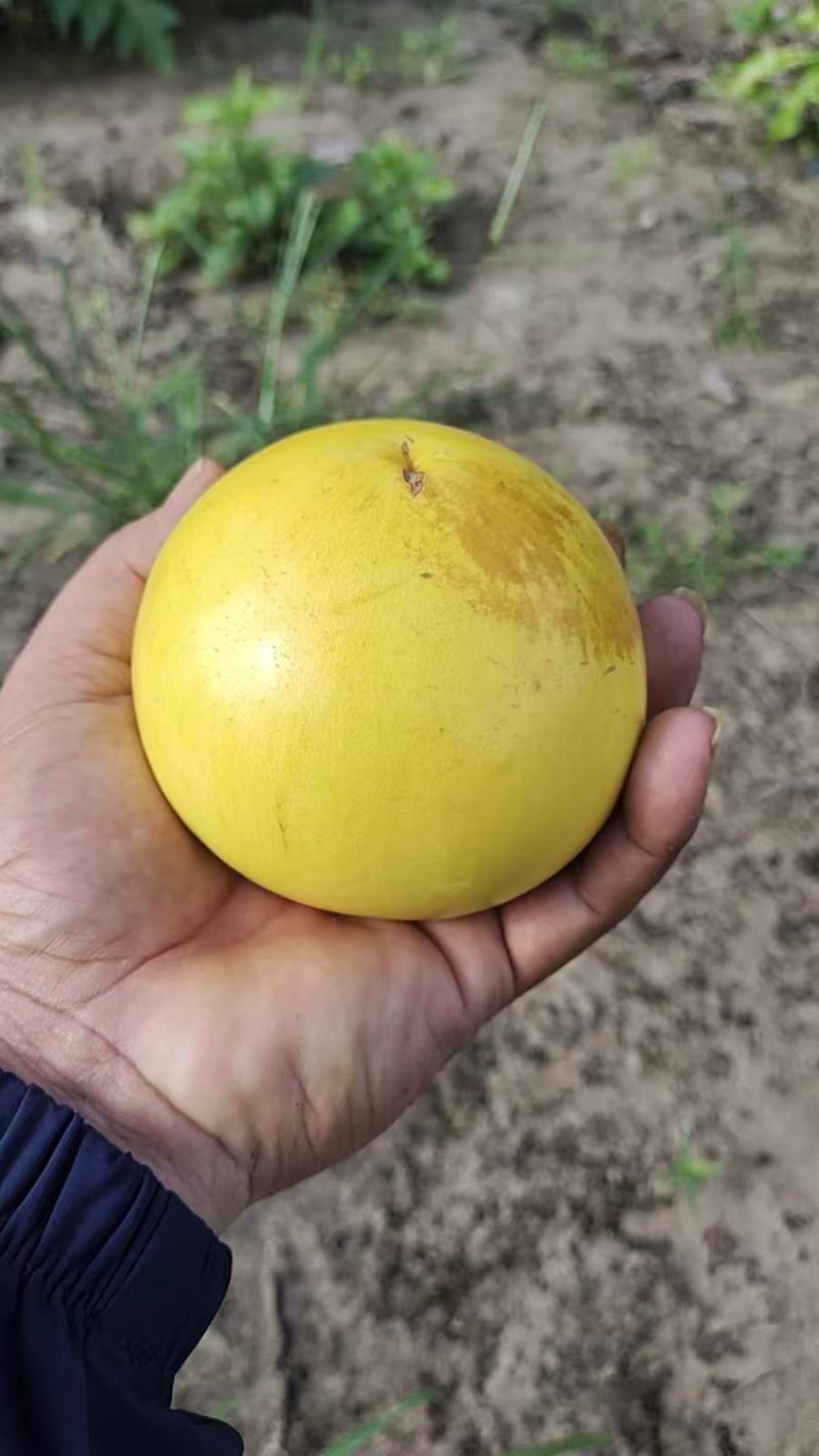 黄晶果