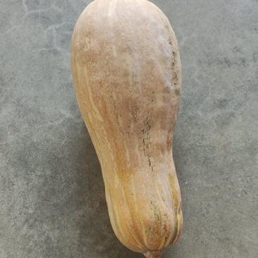 蜜本南瓜