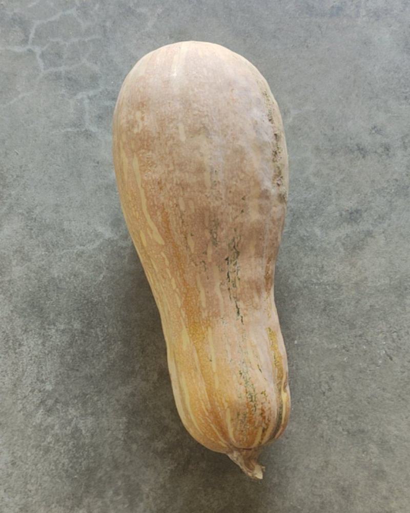 蜜本南瓜