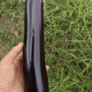 烧烤茄子